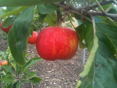 Lush Pastures freshly grown fruit 