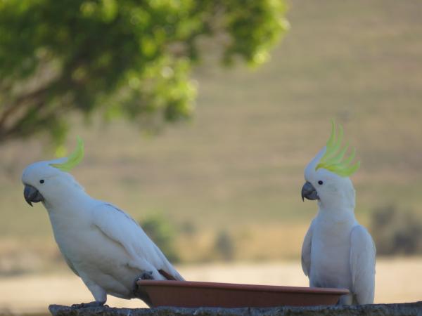 The big boys rule the feeding table- Sulphur Crested Cockatoos